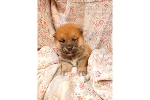 成約済の鹿児島県の柴犬-361938の5枚目
